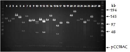 NotI 처리에 의한 무 BAC library (KRsH) 의 insert 크기 확인