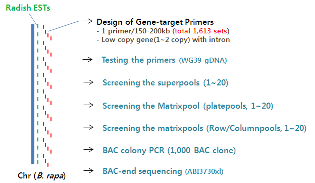 PCR 스크린을 위한 BAC library DNA pooling 체계도