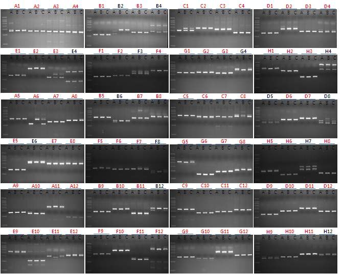 WG39 gDNA를 이용한 DNA pool 스크린용 프라이머들 선별. A1~H12; 96-well plate 상의 프라이머 위치, A; WG39, B; WG24, C;WG39/WG24 hybrid DNA