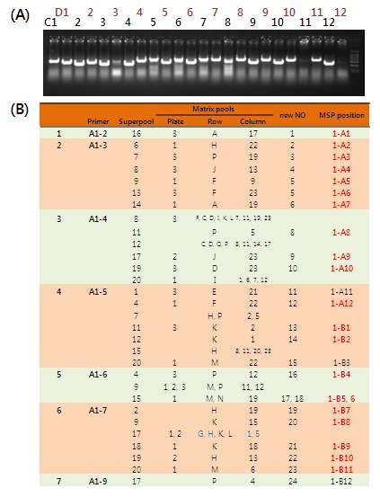 BAC colony PCR 결과와 MSP 상의 위치 정보