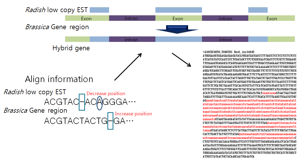 배추 유전자와 무 EST contig hybrid 유전자 생성 과정