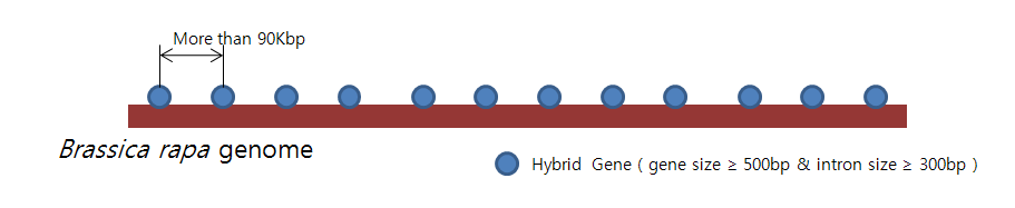 배추 유전체 구조를 이용한 hybrid 유전자 선별