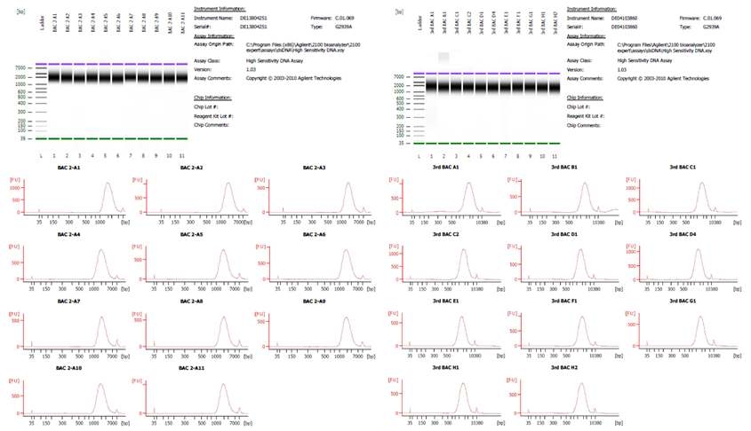 Bioanalyzer를 이용한 BAC shotgun library 크기 확인 결과의 일부