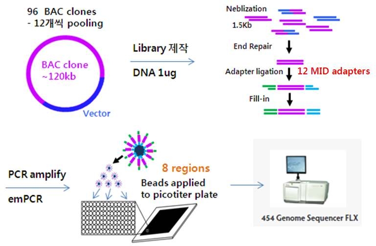 Barcode-multiplexed sequencing을 위한 library 제작 과정