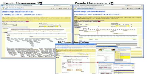 배추 유전체 1번, 2번 통합 유전체 브라우저
