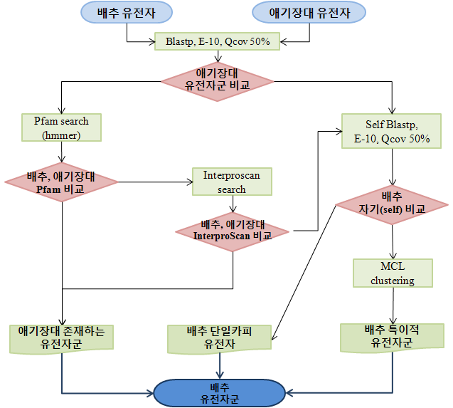 배추 유전자군 분류 모식도