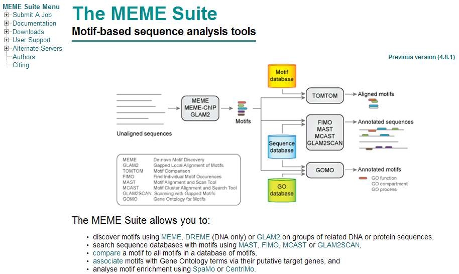 Motif search tool인 MEME