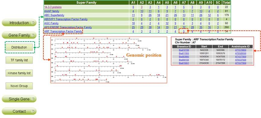 배추 Family별 genomic position 정보 뷰