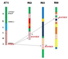 배추 MYB28 유전자의 위치