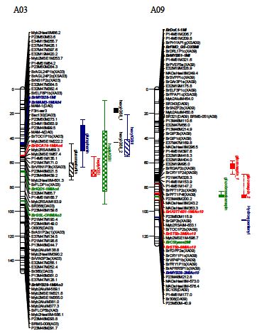 QTLon A03 and A09 for glucosinolate in the leaves ob B. rapa