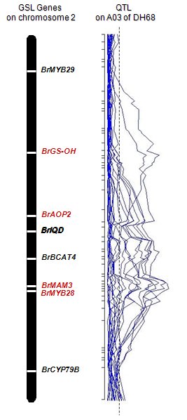 A03 물리지도의 글루코시놀레이트 유전자 위치와 QTL