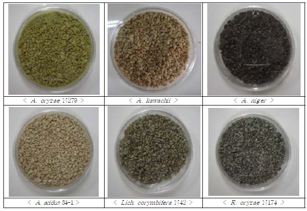 Chucheong rice nuruk seed culture manufactured using brewing mold