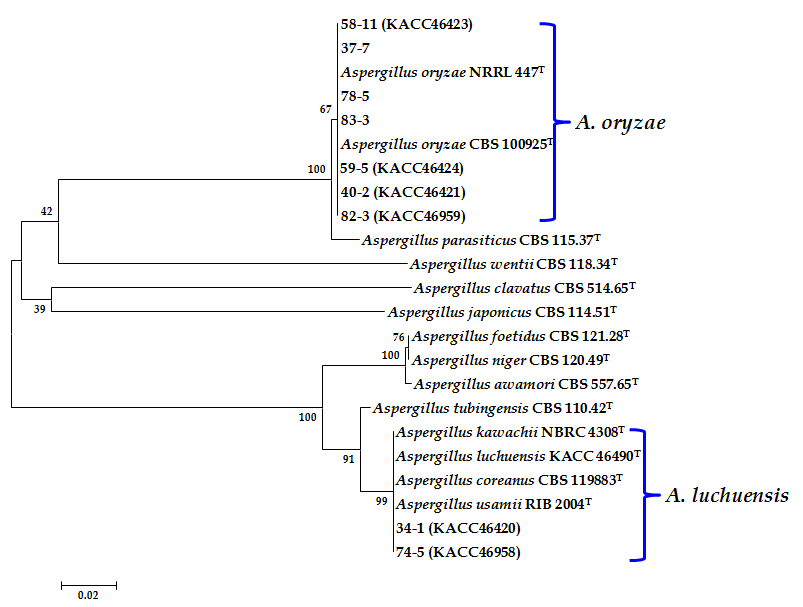 Aspergillus 속 곰팡이 β-tubulin gene 염기서열 계통수 분석