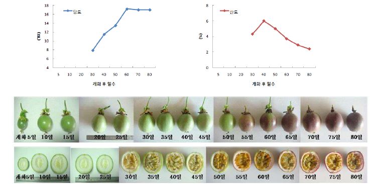 Purple passionfruit 과실비대 및 과실특성(2009)