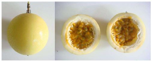 Yellow passionfruit 과실(개화 70일 후, 2009)