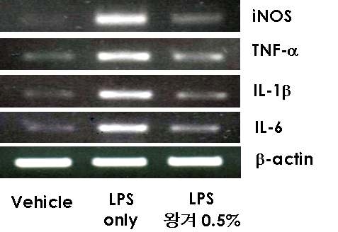 대식세포주 RAW264.7에서 왕겨초액의 염증 cytokine 유전자 발현 억제활성