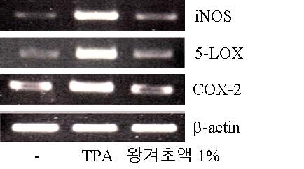 TPA 유도 피부염증에서 왕겨초액의 염증 관련 유전자 발현 억제 활성