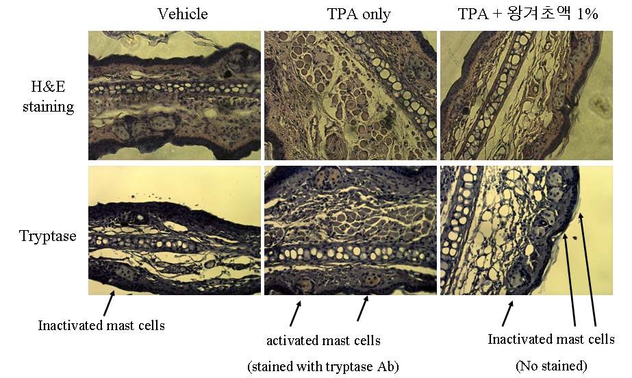 TPA 유도 피부염증에서 왕겨초액의 조직 내 비만세포 활성화 억제 활성