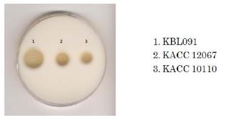Bacillus amyloliquefaciens KBL091에서 분비하는 단백질 분해 효소의 활성을 대조균주 Bacillus amyloliquefaciens 2종과 비교