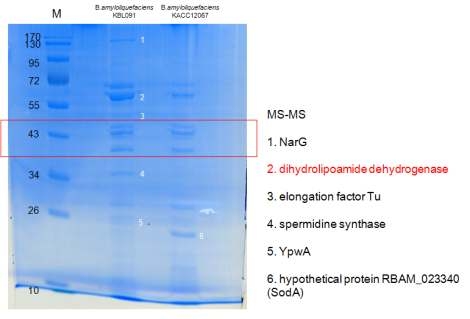 분비 단백질의 MS-MS MALDI TOF 분석결과