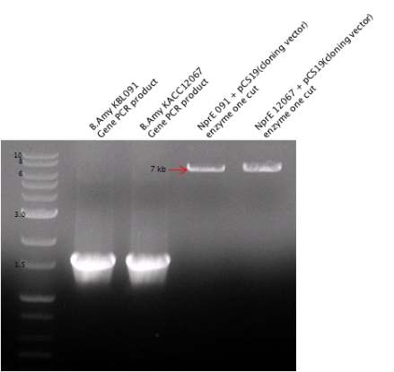 KBL091 균주의 Neutral protease 유전자 클로닝
