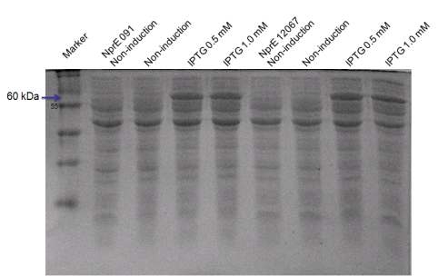 재조합된 Neutral protease 단백질 생산 유도