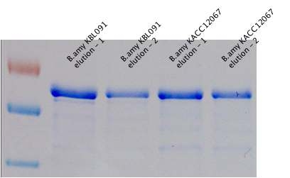 KBL091 균주의 Neutral protease 정제 및 발현