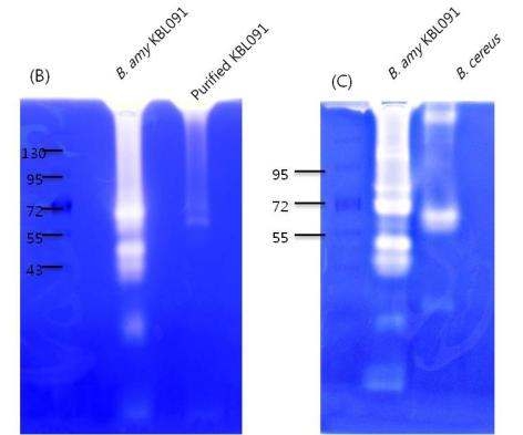 Protease activity on purified proteins