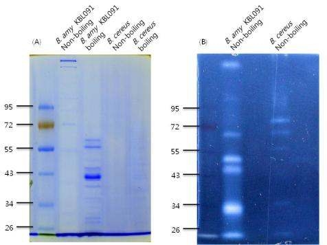 Lipase activity in two Bacillus spp. (muf-butyrate)
