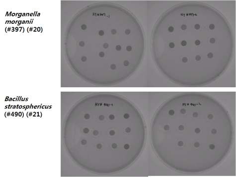 세균배양 상층액의 항균력 실험조사