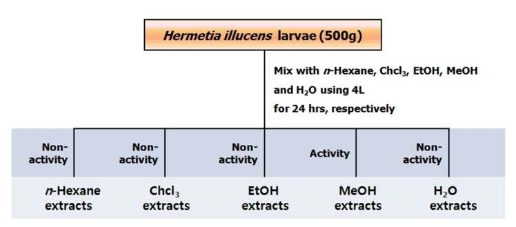 The extraction process of different extracts obtained from H. illucens larvae using organic solvents. H. illucens larvae were extracted with n-hexane, chloroform, ethanol, methanol and distilled water according to polarity and density, respectively