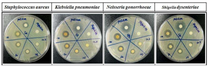 Antibacterial effects of the methanol extract of H. illucens larvae on the viability and proliferation of both Gram-positive and Gram-negative bacteria. Discs were treated with methanol extract in a concentration-dependent manner, and bacteria were incubated at 37 캜 for 12 h. Sa Staphylococcus auerus, Kp; Klebsiella pneumoniae, Sh; Shegella dysenteriae, Ng; Neisseria gonorrhoeae.