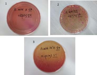 2에서 보는 바와 같이 A. acid의 서로 다른 높은 농도에서 적은농도순서로의 1, 2, 3에서 박테리아 clony forming unit (CFU)가 MacConkey Agar plates에서 서로 다른 현저한 차이를 나타내고 있다.