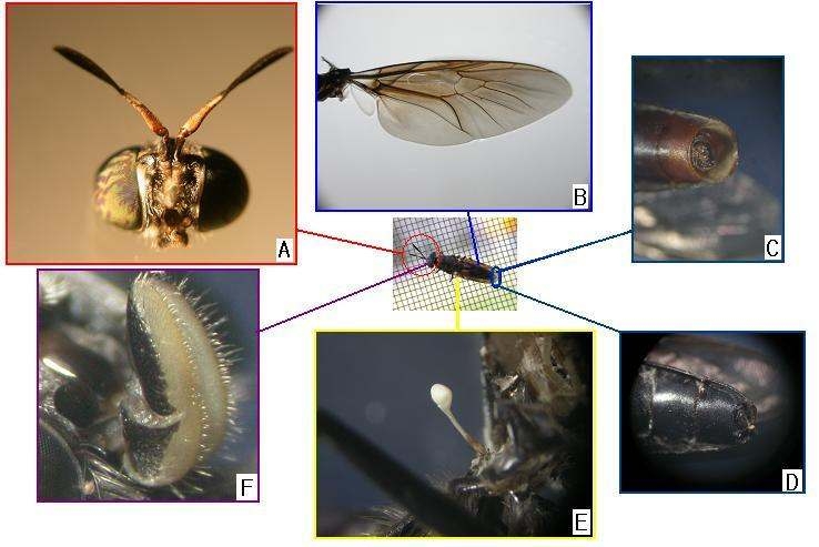 External features of the adult H . illucensterminalia-male, E: haltere, F: mouthparts).