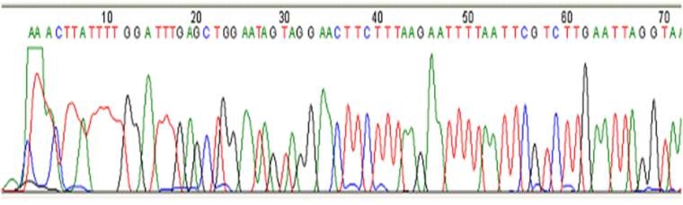 Chromatogram of the partial H. illucens (CO1 gene annealed by H. illucens).