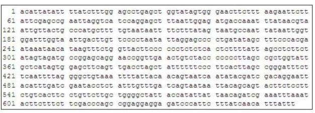 Complete CO1 sequence of H . illucens. 657 base pairs of CO1 sequences were obtained.