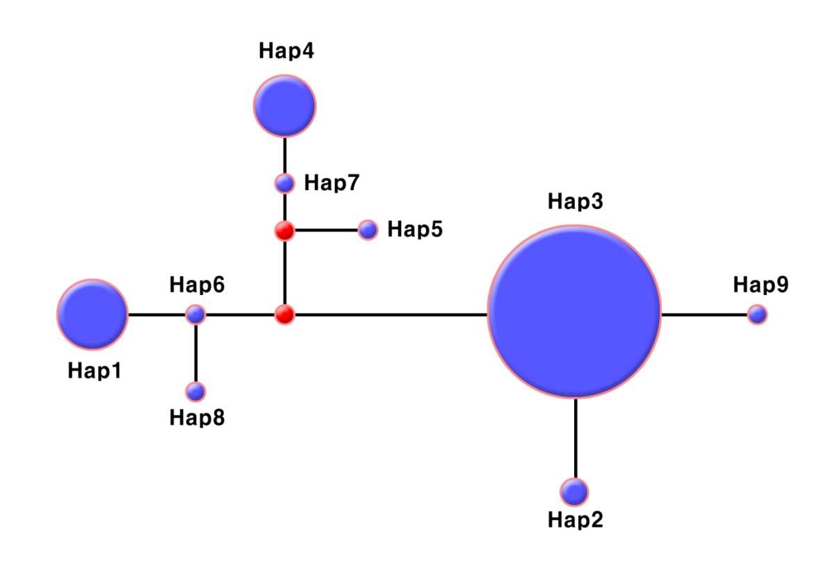 Median-joining haplotype network of the 9 haplotypes.