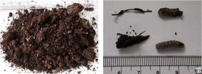 Compost produced by H . illucens (A), scraps in compost (B).