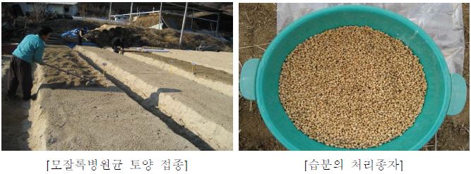 모잘록병 토양접종 및 약제 습분의 처리