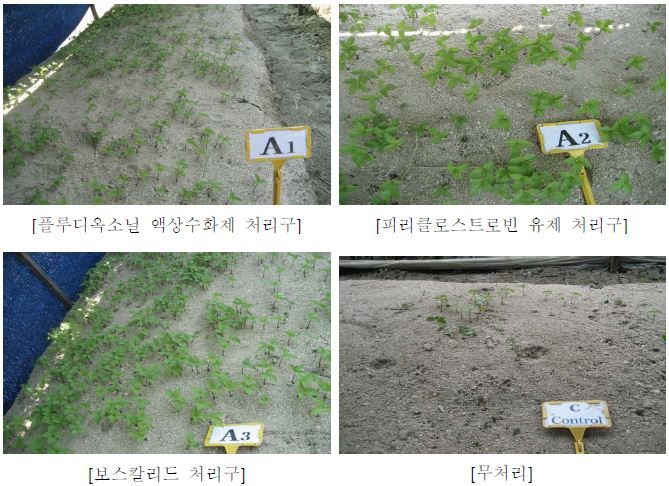 약제 처리구별 묘삼 지상부 생육 현황