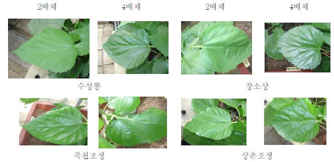 콜히친 처리에 의한 배수체 유망 계통 작성