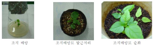 조직배양에 의한 도입자원 증식