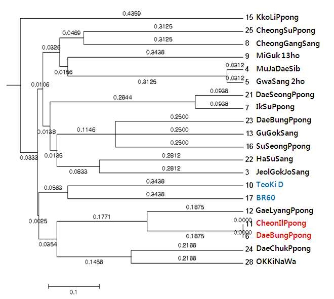 8개 microsatellite loci에서 Phylogenetic tree 분석