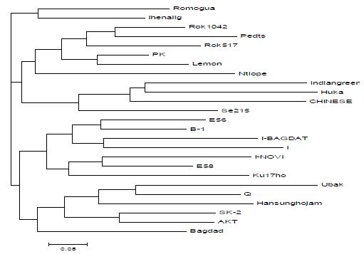 8개 microsatellite loci에서 Phylogenetic tree 분석