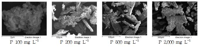 염류집적토양에서 추출한 용액에 P를 투입한 후 침전물의 SEM을 이용한 표면 분석