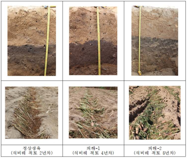 석비레 적토 기간별 토양단면 특성 및 당근의 연작 피해사례