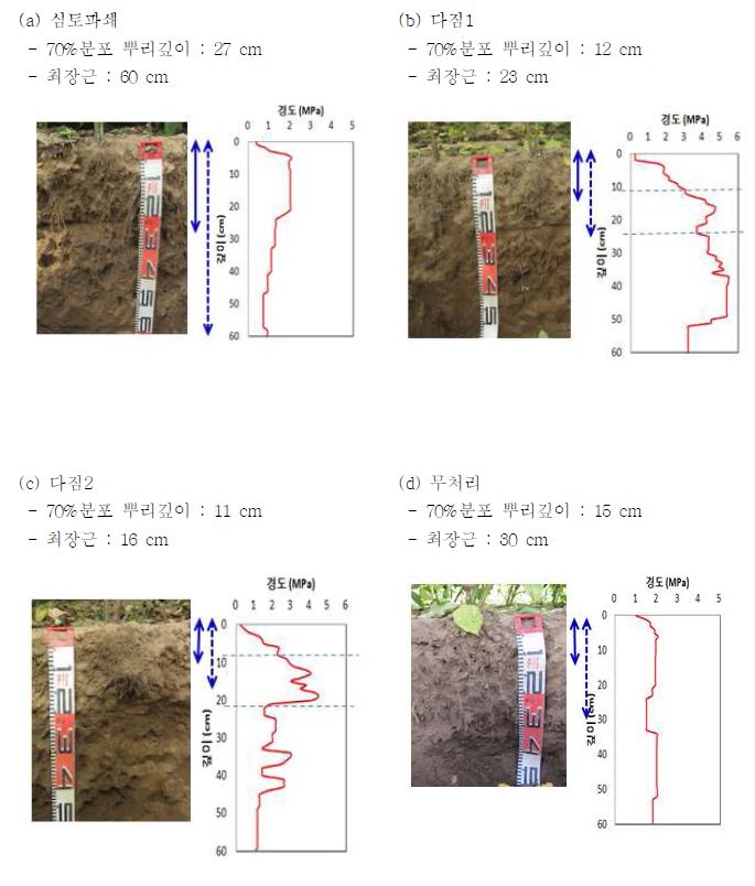 사양토에서의 들깨의 뿌리뻗음과 관입저항