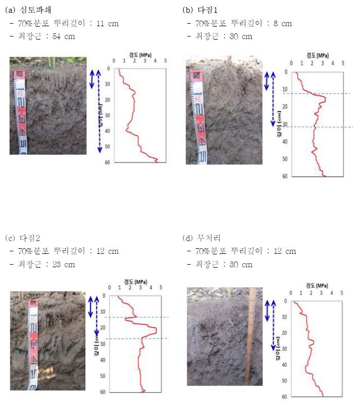 양토에서의 들깨의 뿌리뻗음과 관입저항