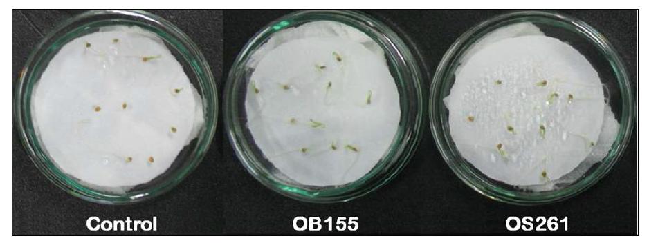 Germination of plant seeds under chilling stress at 15°C for 20 days