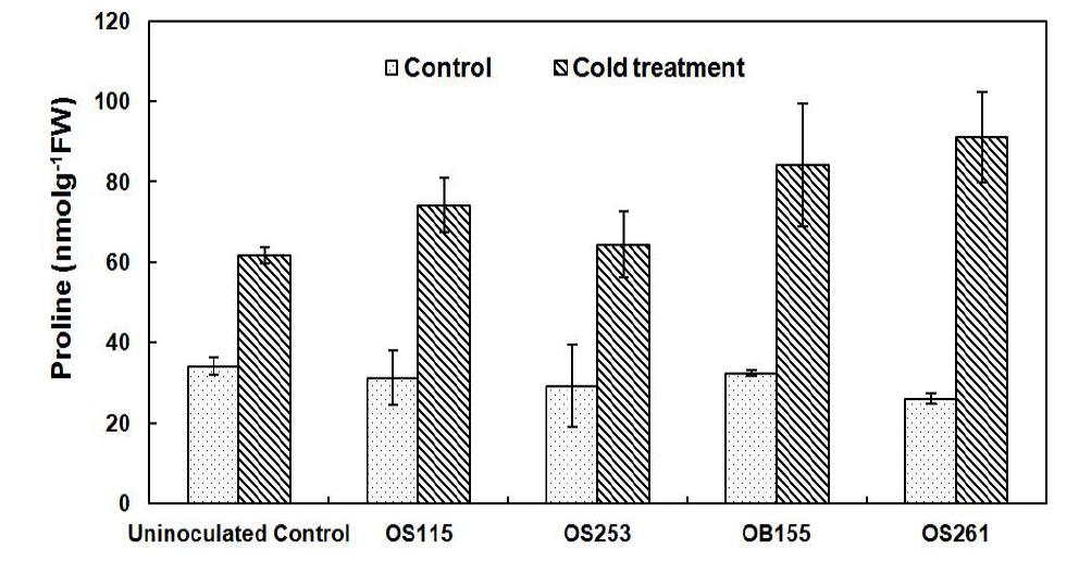 Proline accumulation in plants under chilling stress. Control : 25∕25℃ (day/night) Chilling treatment : 18∕15℃ (day/night). Data in columns indicate mean±standard error and different letters on top denote significant difference based on t-test LSD (P < 0.05).